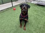 Adopt Ludacris a Rottweiler, Mixed Breed