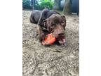 Adopt Roger a Pit Bull Terrier, Mixed Breed