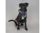 Adopt Jelly Donut a American Staffordshire Terrier
