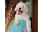 Old English Sheepdog Puppy for sale in Dundee, OH, USA
