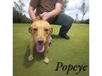 Adopt popeye a Labrador Retriever