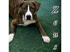 Adopt Zeus a Pit Bull Terrier