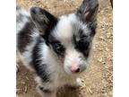 Pembroke Welsh Corgi Puppy for sale in Priest River, ID, USA