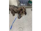Adopt Wolfie a Mixed Breed