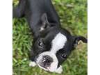 Boston Terrier Puppy for sale in Reynoldsville, PA, USA