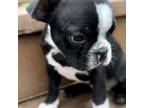 Boston Terrier Puppy for sale in Reynoldsville, PA, USA