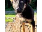 German Shepherd Dog Puppy for sale in Reynoldsville, PA, USA