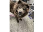 Adopt Charlie a Chow Chow, Mixed Breed