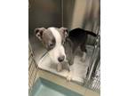 Adopt Trint a Pit Bull Terrier, Mixed Breed