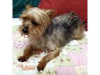 Adopt Fletcher a Yorkshire Terrier, Mixed Breed