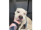 Adopt Bojangles a Pit Bull Terrier, Mixed Breed