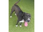 Adopt 56000814 a Pit Bull Terrier, Mixed Breed