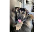Adopt Dean a German Shepherd Dog, Mixed Breed