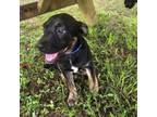 Adopt Lucky a Pit Bull Terrier, Black Labrador Retriever
