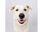 Adopt Tucker a Great Pyrenees