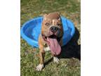 Adopt Breakfast Pizza a American Bully