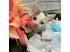 Adopt Ozman a Domestic Short Hair