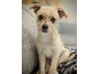 Adopt Sk8er Boi a Terrier, Mixed Breed