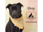 Adopt Elroy a Pit Bull Terrier