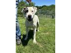 Adopt Patch a Pit Bull Terrier