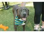 Adopt Grigio a Pit Bull Terrier, Mixed Breed
