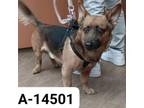 Adopt WAGS-A-14501 a German Shepherd Dog, Cardigan Welsh Corgi