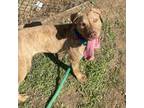 Adopt Outdoor Buddy a Mixed Breed