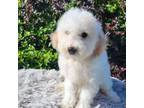 Mutt Puppy for sale in Atlanta, GA, USA