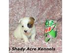 Parson Russell Terrier Puppy for sale in Macon, GA, USA
