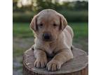 Labrador Retriever Puppy for sale in New Oxford, PA, USA