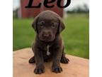 Labrador Retriever Puppy for sale in New Oxford, PA, USA