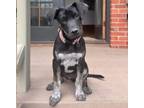 Adopt Fowler a Catahoula Leopard Dog, Mixed Breed