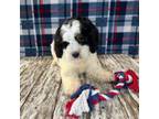 English Springer Spaniel Puppy for sale in Yorkville, IL, USA