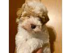 Mutt Puppy for sale in Logansport, IN, USA