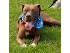 Adopt Gordy a American Staffordshire Terrier, Terrier