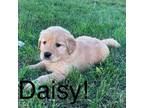 Daisy!