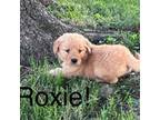 Roxie!