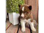 Siberian Husky Puppy for sale in Stratford, WI, USA