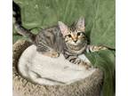 Adopt TW-Ty a Domestic Short Hair