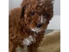 Poodle (Toy) Puppy for sale in North Babylon, NY, USA