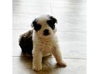 Maltipoo Puppy for sale in San Diego, CA, USA