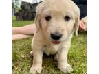 Goldendoodle Puppy for sale in Bedford, VA, USA
