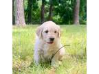 Goldendoodle Puppy for sale in Bedford, VA, USA