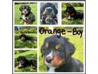 Bernese Mountain Dog Puppy for sale in Stanwood, WA, USA