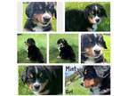 Bernese Mountain Dog Puppy for sale in Stanwood, WA, USA