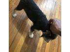 American Pit Bull Terrier Puppy for sale in Camden, NJ, USA