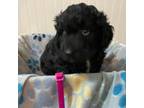Aussiedoodle Puppy for sale in Livingston, TN, USA