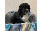 Aussiedoodle Puppy for sale in Livingston, TN, USA