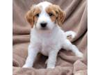 Mutt Puppy for sale in Gladbrook, IA, USA
