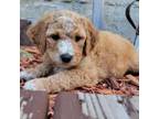 Mutt Puppy for sale in Gladbrook, IA, USA